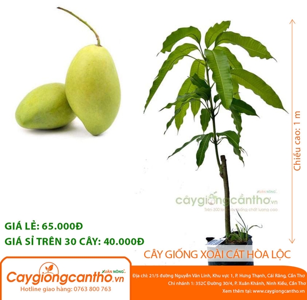 1 tấn xoài cát Hòa Lộc đầu tiên xuất sang Mỹ #39 1 tấn xoài cát Hòa Lộc đầu tiên xuất sang Mỹ